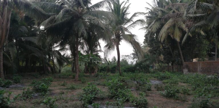 Property in akshi alibag